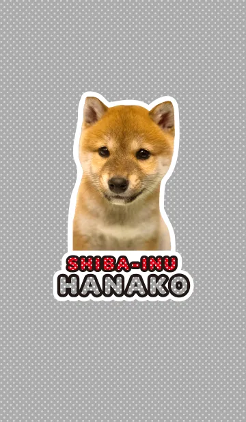 [LINE着せ替え] しばいぬハナコ【柴犬写真*a05】の画像1