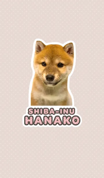 しばいぬハナコ【柴犬写真*a06】の着せ替えメイン画像