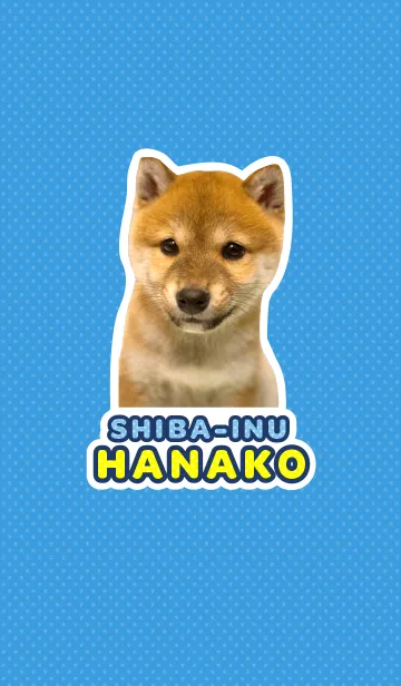 しばいぬハナコ【柴犬写真*a11】の着せ替えメイン画像