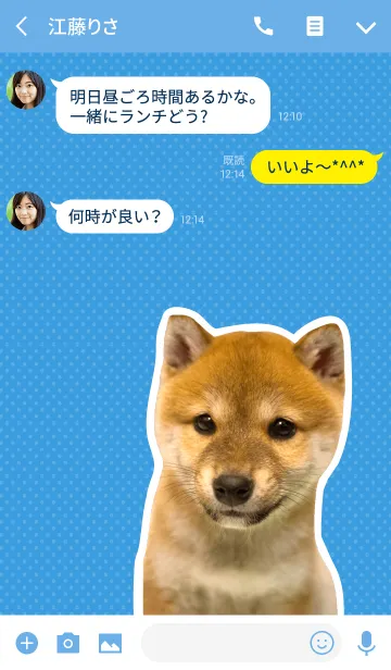 [LINE着せ替え] しばいぬハナコ【柴犬写真*a11】の画像3