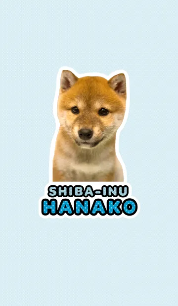 しばいぬハナコ【柴犬写真*a12】の着せ替えメイン画像
