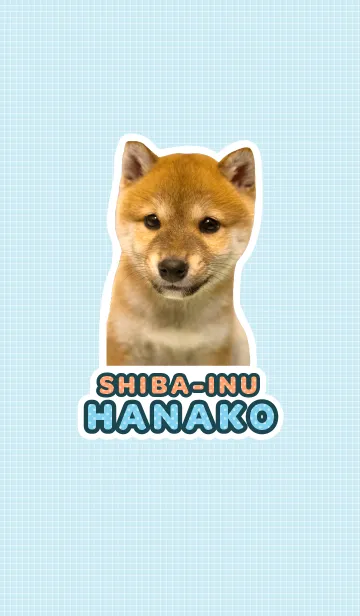 [LINE着せ替え] しばいぬハナコ【柴犬写真*a13】の画像1