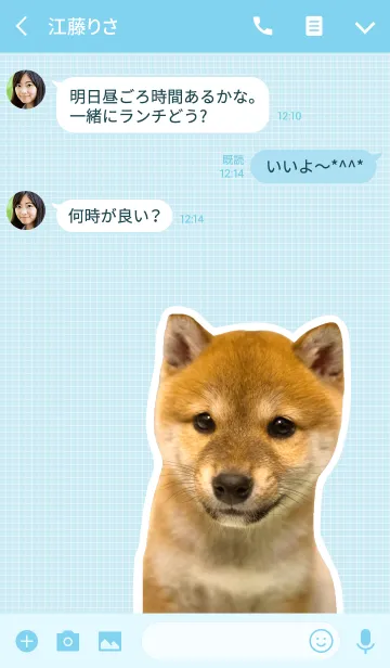 [LINE着せ替え] しばいぬハナコ【柴犬写真*a13】の画像3