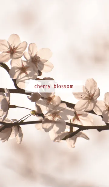 [LINE着せ替え] 癒しの効果 ～Simple Cherry blossoms.～ 2の画像1