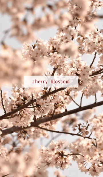 [LINE着せ替え] 癒しの効果 ～Simple Cherry blossoms.～の画像1