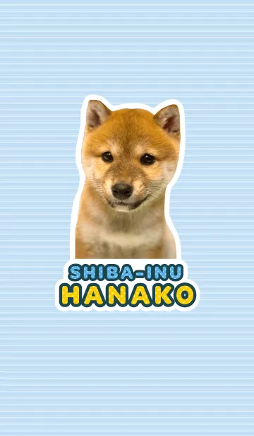 [LINE着せ替え] しばいぬハナコ【柴犬写真*a15】の画像1