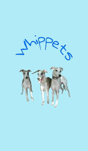 [LINE着せ替え] 大人の可愛いウィペットの画像1