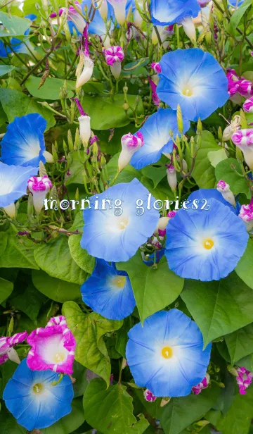 [LINE着せ替え] アサガオ2 ver.2の画像1