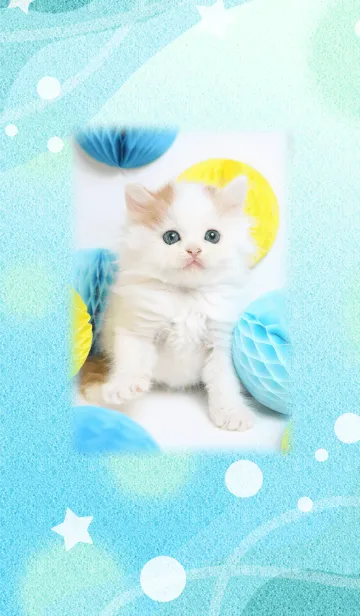 [LINE着せ替え] 癒し子猫♪涼風子猫の夏の画像1