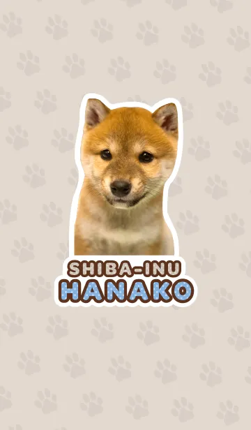しばいぬハナコ【柴犬写真*a17】の着せ替えメイン画像