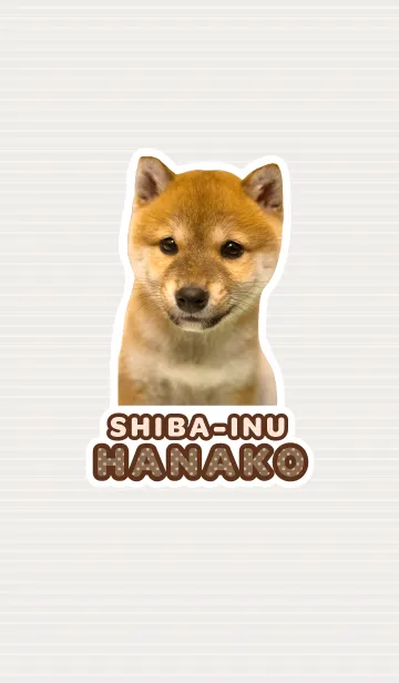 [LINE着せ替え] しばいぬハナコ【柴犬写真*a18】の画像1