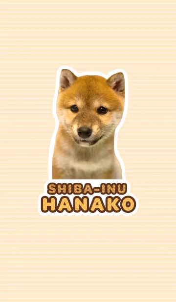 [LINE着せ替え] しばいぬハナコ【柴犬写真*a19】の画像1