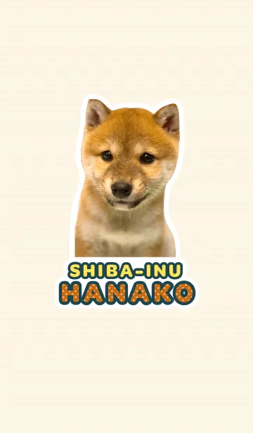 しばいぬハナコ【柴犬写真*a20】の着せ替えメイン画像