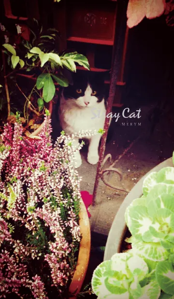 [LINE着せ替え] Stray Cat -MEKYM-の画像1