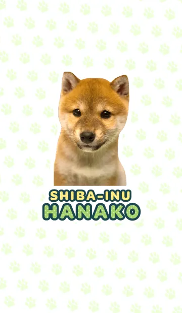 [LINE着せ替え] しばいぬハナコ【柴犬写真*a24】の画像1