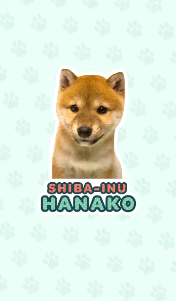 しばいぬハナコ【柴犬写真*a25】の着せ替えメイン画像