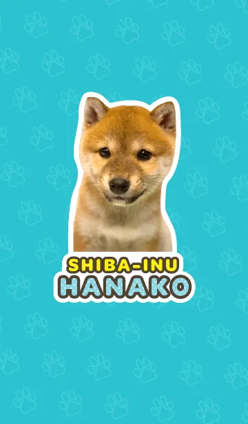 しばいぬハナコ【柴犬写真*a26】の着せ替えメイン画像