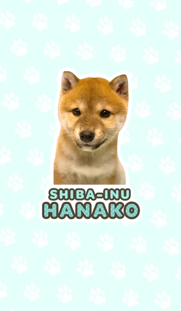 [LINE着せ替え] しばいぬハナコ【柴犬写真*a28】の画像1