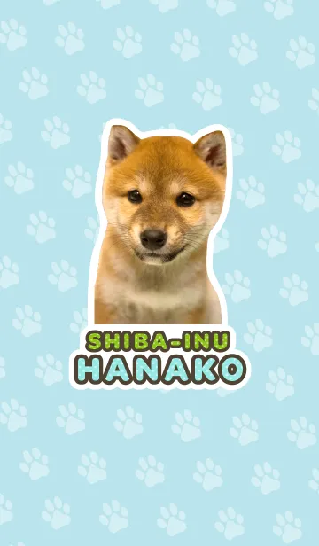 しばいぬハナコ【柴犬写真*a29】の着せ替えメイン画像
