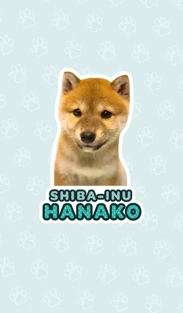 しばいぬハナコ【柴犬写真*a30】の着せ替えメイン画像