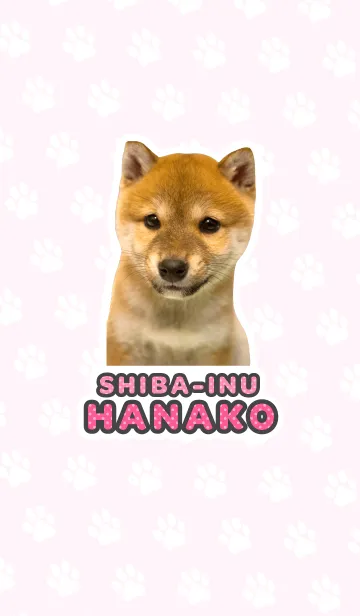 しばいぬハナコ【柴犬写真*a31】の着せ替えメイン画像