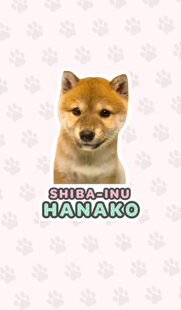 しばいぬハナコ【柴犬写真*a35】の着せ替えメイン画像
