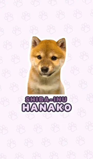 しばいぬハナコ【柴犬写真*a38】の着せ替えメイン画像