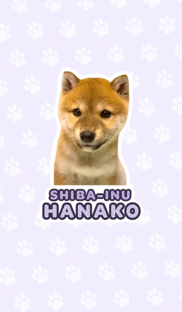 しばいぬハナコ【柴犬写真*a39】の着せ替えメイン画像