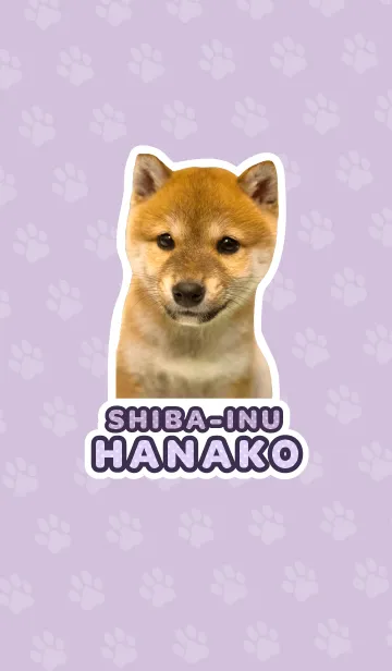 しばいぬハナコ【柴犬写真*a40】の着せ替えメイン画像