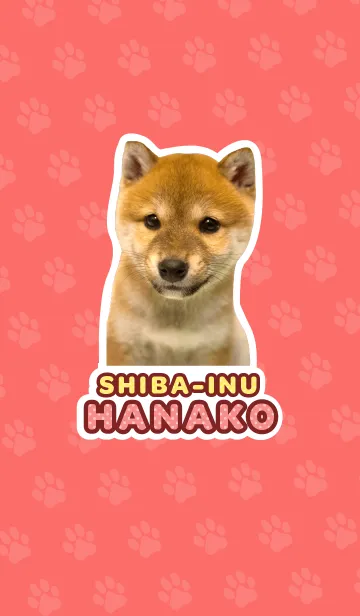 [LINE着せ替え] しばいぬハナコ【柴犬写真*a41】の画像1