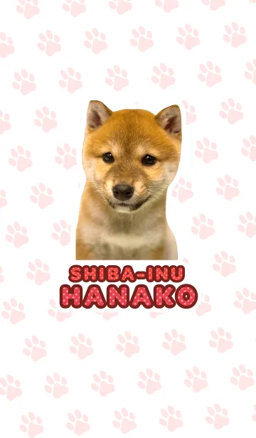 しばいぬハナコ【柴犬写真*a43】の着せ替えメイン画像