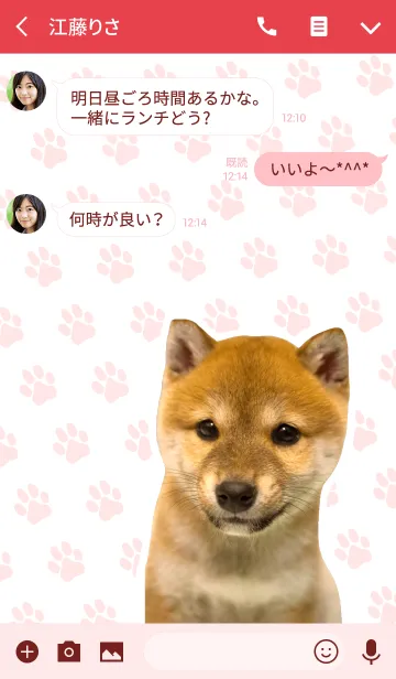 [LINE着せ替え] しばいぬハナコ【柴犬写真*a43】の画像3