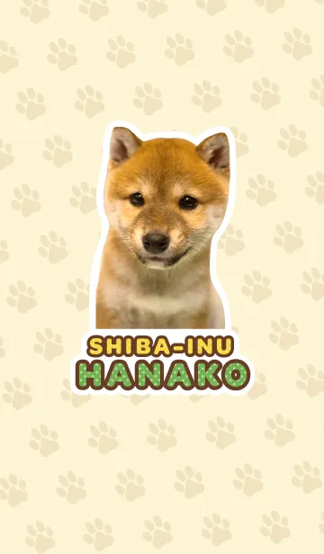 しばいぬハナコ【柴犬写真*a47】の着せ替えメイン画像