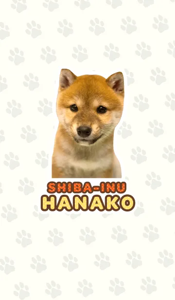 しばいぬハナコ【柴犬写真*a49】の着せ替えメイン画像