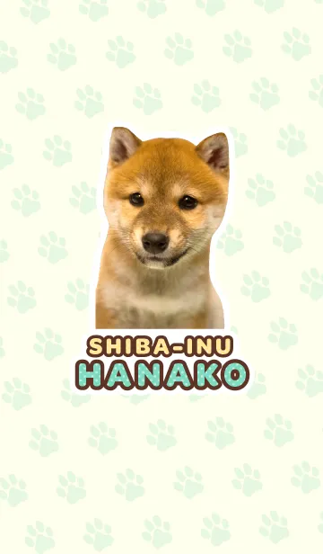 [LINE着せ替え] しばいぬハナコ【柴犬写真*a50】の画像1