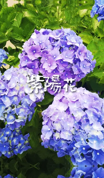[LINE着せ替え] 紫陽花の花の画像1