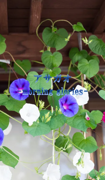 [LINE着せ替え] アサガオ ver.2の画像1