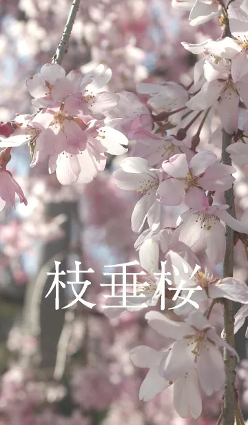 [LINE着せ替え] 枝垂桜の画像1