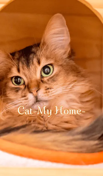 [LINE着せ替え] Cat-My Home-Ver.2の画像1