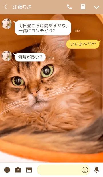 [LINE着せ替え] Cat-My Home-Ver.2の画像3