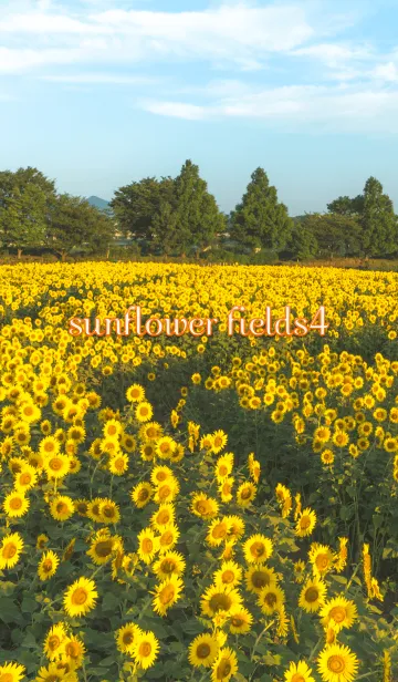 sunflower fields4 ver.2の着せ替えメイン画像