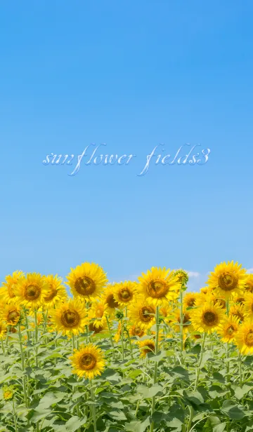 [LINE着せ替え] sunflower fields3 ver.2の画像1