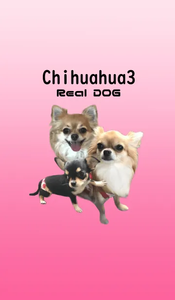 [LINE着せ替え] リアルDOG チワワの梅子と花子と蘭子の画像1