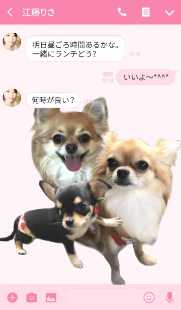 [LINE着せ替え] リアルDOG チワワの梅子と花子と蘭子の画像3