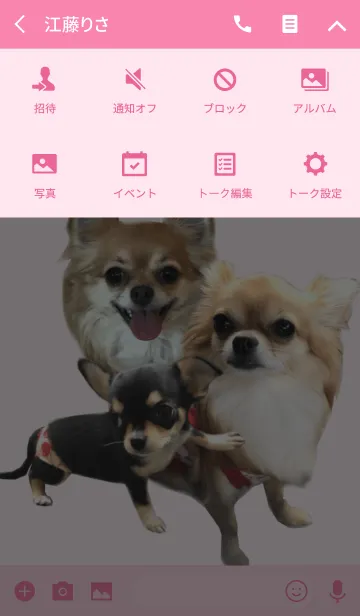 [LINE着せ替え] リアルDOG チワワの梅子と花子と蘭子の画像4