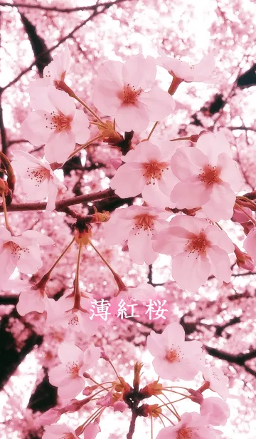 [LINE着せ替え] -* 薄紅桜 *-の画像1