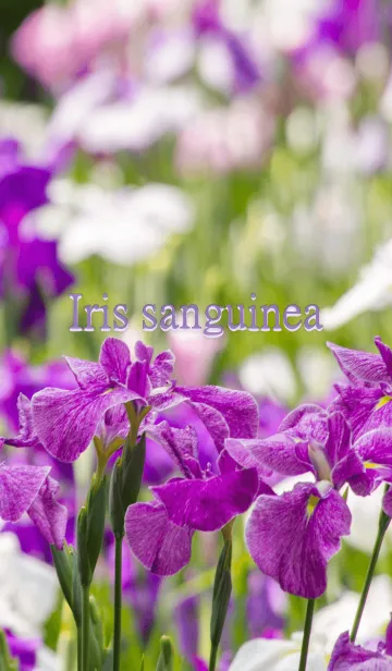 [LINE着せ替え] あやめ ver.2の画像1