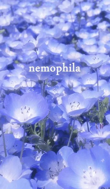 [LINE着せ替え] .-*nemophila*-.の画像1