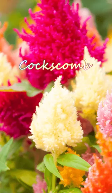 [LINE着せ替え] ケイトウ ver.2の画像1