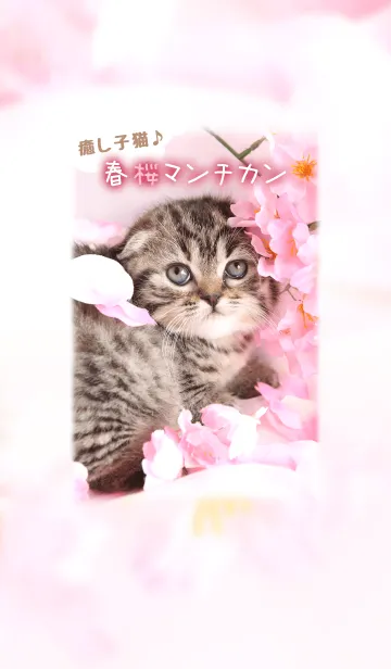 [LINE着せ替え] 癒し子猫♪春桜マンチカンの画像1